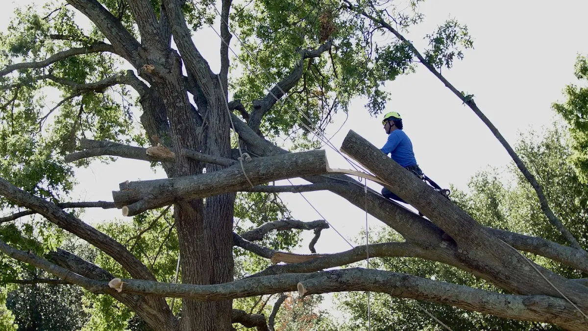 Professional Crown Thinning performed by certified arborists in Kure Beach