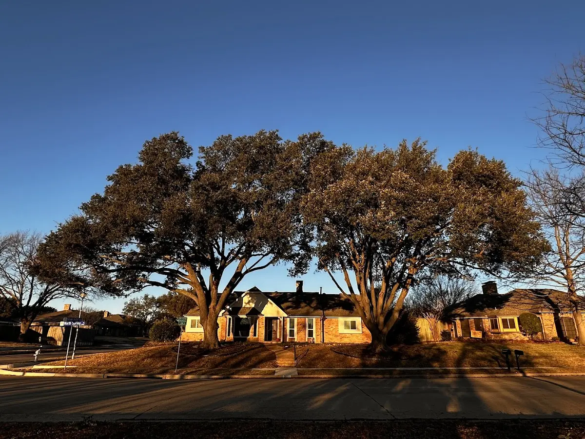 Established residential canopy tree shading a home in Kure Beach